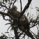 Jour 14 - Kennett River Walk 14 (koala)
