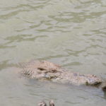 Jour 7 - Ferme des crocodiles de Koorana 5