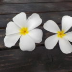 Jour 8 - Moorea fleur de tipanier et fleur de tipanier citron