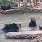 Jour 11 - Kuang Si Falls Free the bears Rescue Centre 5