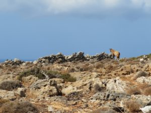 Jour 23 - Chéronissos 5 (chèvre)