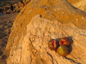 Jour 25 - Sur la plage du potier 2 (les figues)